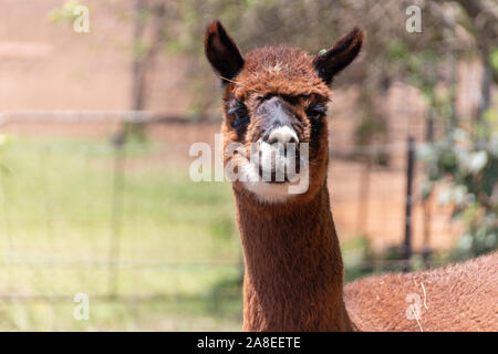 A close up view of a female alpaca standing in an open field on a warm summers day Stock Photo