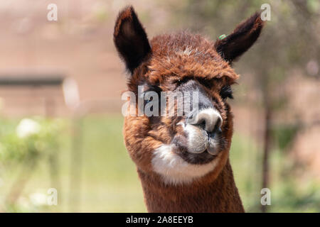 A close up view of a female alpaca standing in an open field on a warm summers day Stock Photo