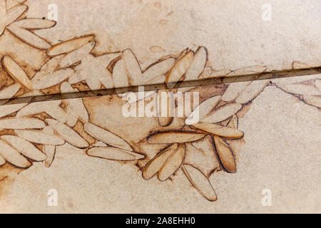 A close up view of the outline of dirt of flying ants wings Stock Photo