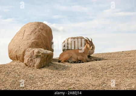 An adult mountain goat lies on a slope near three large stones against the sky. Sunny sky with clouds. Stock Photo