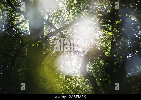 Trees Abstract Double Exposure Arisaig Gardens Stock Photo