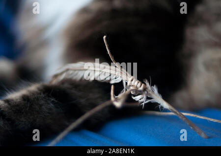 Play time! feather and string: organic handmade toy for cats and fluffy cat's fur on the background Stock Photo