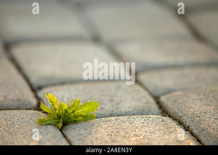 Weed plants growing between concrete pavement bricks. Stock Photo
