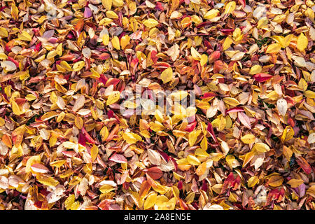 Orange leaves texture closeup. Autumn fall folliage background