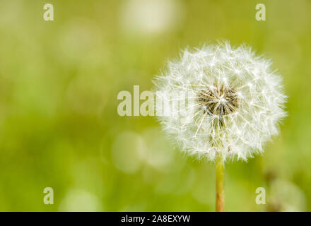 Löwenzahn, Pusteblume, Samen, Taraxacum officinale, Blume, Pflanze,