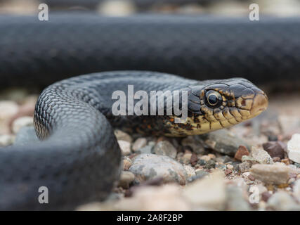 Black Whip snake (Dolichophis jugularis) on the island of Cyprus. Stock Photo