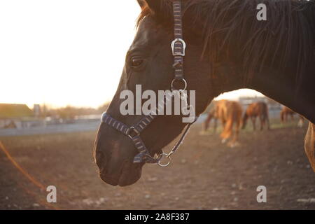 Portrait of a black horse in profile. Horses graze outdoor at sunset Stock Photo