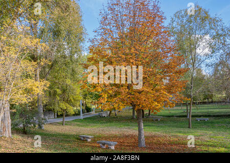 Walnut in autumn surrounded by trees with green foliage. The Henar Cuellar. Castile and Leon. Spain Stock Photo
