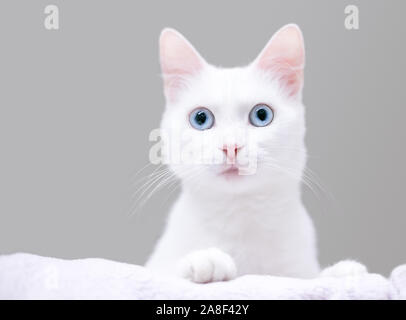 A young white domestic shorthair cat with blue eyes and a surprised expression Stock Photo