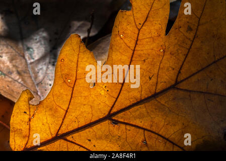 Sunlight shining through fallen autumn leaf of common oak / pedunculate oak / European oak / English oak (Quercus robur) on the forest floor Stock Photo