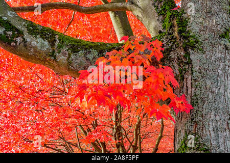 Fall colour, tree with red maple like leaves Stock Photo