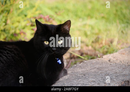 Black cat walking in garden on blurred background of nature Stock Photo