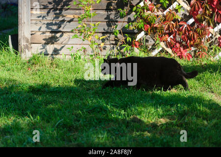 Black cat walking in garden on background of country house Stock Photo