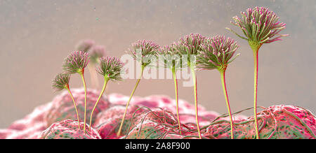 Fungal fruiting bodies, illustration Stock Photo