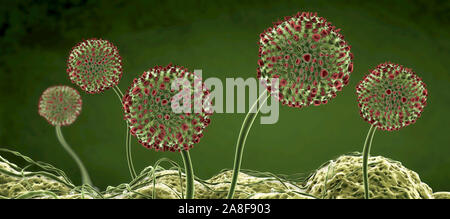 Fungal fruiting bodies, illustration Stock Photo