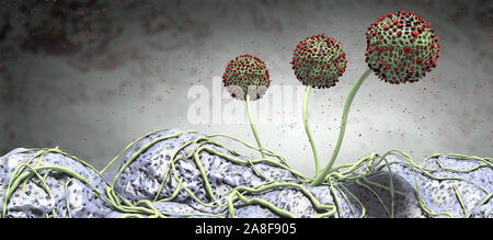 Fungal fruiting bodies, illustration Stock Photo