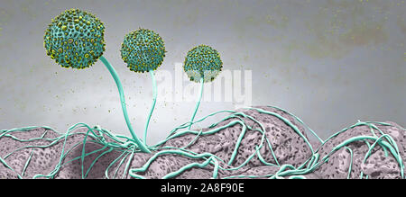 Fungal fruiting bodies, illustration Stock Photo