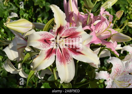 Bouquet de lys Lavon, Extravaganza et Joséphine Stock Photo