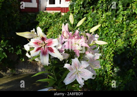 Bouquet de lys Lavon, Extravaganza et Joséphine Stock Photo