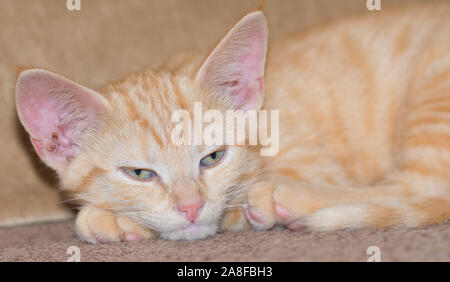 Cute ginger cat woken up for a picture whilst having been asleep on the sofa, couch Stock Photo