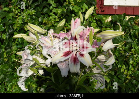 Bouquet de lys Lavon, Extravaganza et Joséphine Stock Photo