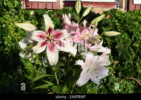 Bouquet de lys Lavon, Extravaganza et Joséphine Stock Photo