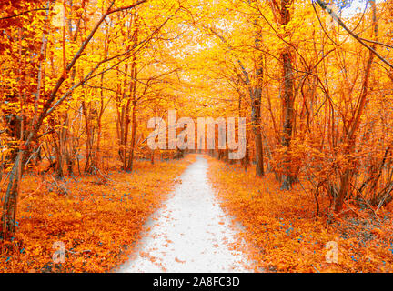 Golden path through woods, United Kingdom Stock Photo
