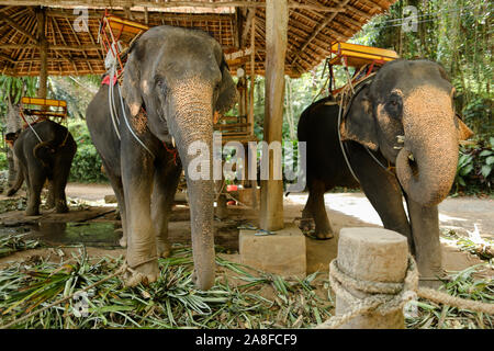 Domesticated huge elephants standing with saddles and waiting for tourists. Stock Photo