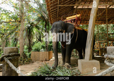 Domesticated and tied big elephant standing with saddle. Stock Photo