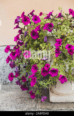 Purple petunia in a stone vase Stock Photo
