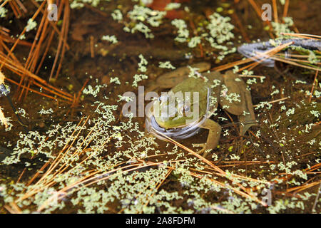 North American bullfrog (Rana catesbeiana) sitting in a shallow freshwater pond amid algae with head protruding and body visible beneath the water Stock Photo