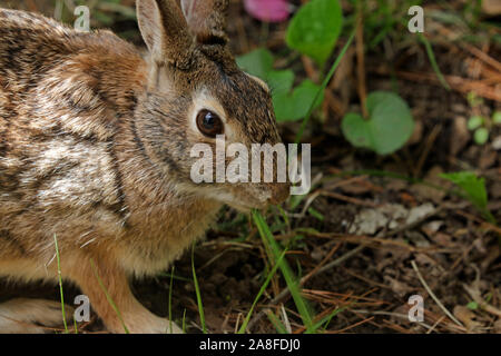 Close-up of an Eastern cottontail rabbit (Sylvilagus floridanus) eating a blade of grass in the Spring Stock Photo