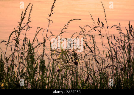 Silhouettte of wild grasses and wildflowers at sunset with sea in background. Stock Photo