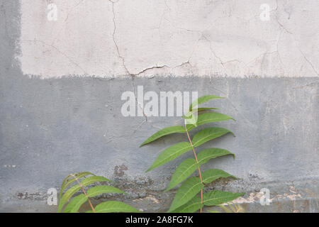 The texture of the wall and the plant. tree branch and leaf with shadow on a white concrete wall. Material for designers wall texture Stock Photo