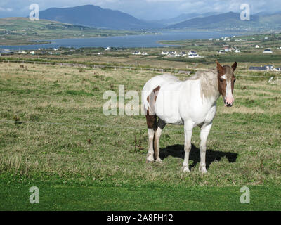 A nature landscape with a beautiful white and brown Irish horse in the field in Ireland. Farm animals Stock Photo