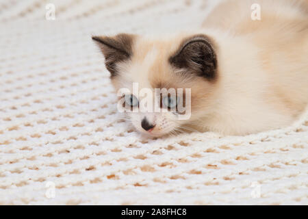 A cute white and brown  kitten, a British Shorthair, lies on a lace plaid. Little beautiful cat with bright blue eyes is looking at the camera. Stock Photo