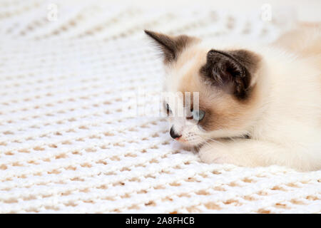 A cute white and brown  kitten, a British Shorthair, lies on a lace plaid. Little beautiful cat with bright blue eyes is looking at the camera. Stock Photo