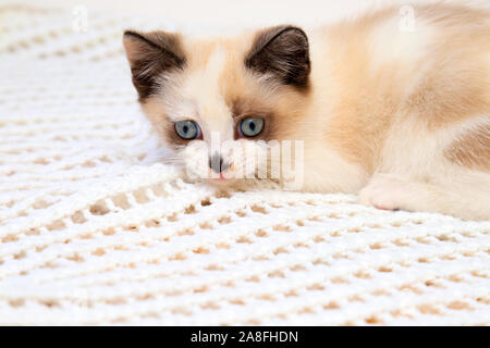 A cute white and brown  kitten, a British Shorthair, lies on a lace plaid. Little beautiful cat with blue eyes is looking at the camera. Stock Photo