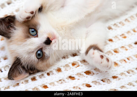 A cute white and brown  kitten, a British Shorthair, lies on a lace plaid. Little beautiful cat with bright blue eyes is looking at the camera. Stock Photo