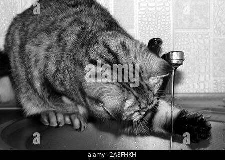 Black and white big shorthair cat drinks tap water in the kitchen. Exot gray cat plays with a stream of water.