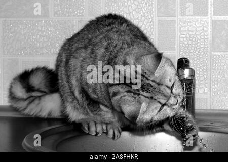 Black and white big shorthair cat drinks tap water in the kitchen. Exot gray cat plays with a stream of water.