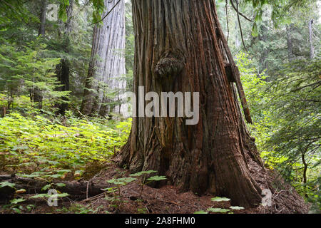 The burled trunk of a giant old growth Western Red Cedar tree in the interior temperate rainforest of the Kootenay region of British Columbia, Canada. Stock Photo
