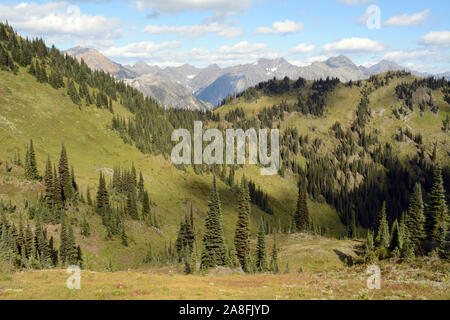 A hiking trail in a sub-alpine meadow facing the mountains of Goat Range Provincial Park, Selkirk Range, West Kootenays, British Columbia, Canada. Stock Photo