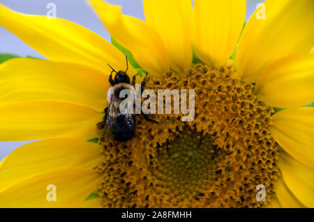 Honey bee perches on bright petals of a sunflower close up pollinating in a garden, Maine, USA Stock Photo