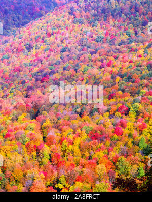 Autumn forest, World's End State Park, Pennsylvania, Loyalsock River, Appalachian Mountains LOyalsock Canyon view Stock Photo