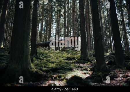 broken tree in a pine tree forest Stock Photo