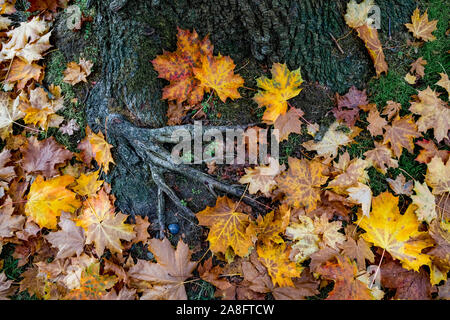 Maple tree roots with fallen leaves Stock Photo