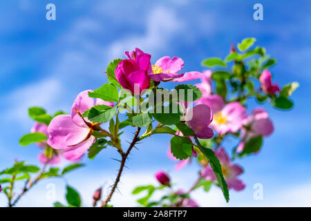 Wild rose flower of rosehip against blue sky. Stock Photo