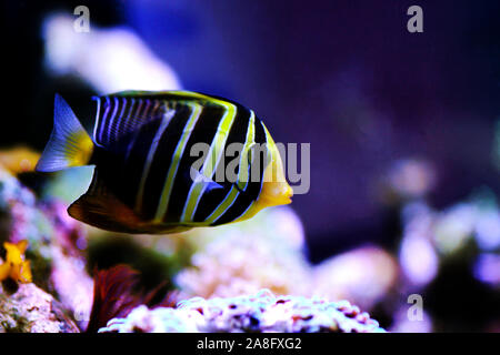 Sailfin Tang Fish - (Zebrasoma veliferum) Stock Photo