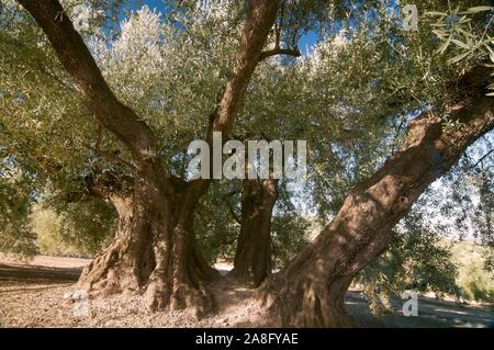 The Estaca Grande -300 year old olive tree, Martos, Jaen province, Region of Andalusia, Spain, Europe. Stock Photo